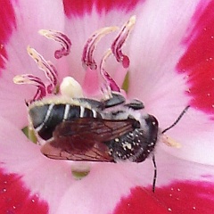 megachile perihirta andclarkia amoena